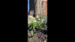 Весеннего настроения !!