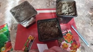 Посев и пикировка растений. Какие цветы сажаем в марте