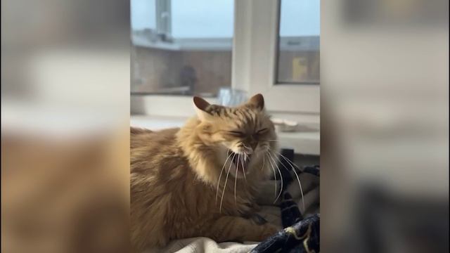 зевающий кот