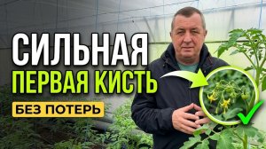 Томаты будут цвести как бешеные! Секрет 100% завязи первой кисти