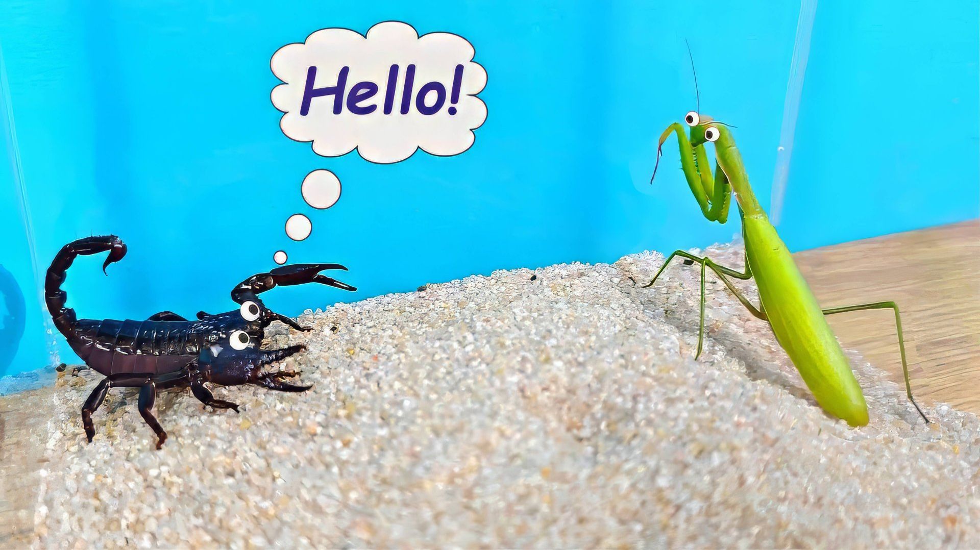 Что если дикий Богомол встретит моего Скорпиона