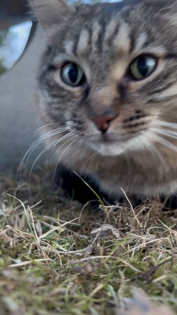 Мерфи гуляет #shorts #catlove #кот #котейка