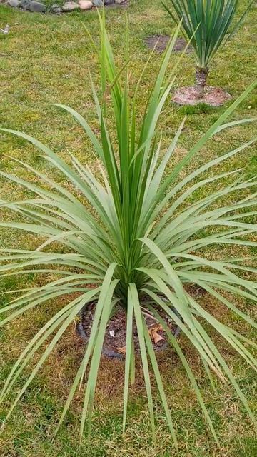 Сколько стоило содержание 4-х пальм за всю зиму