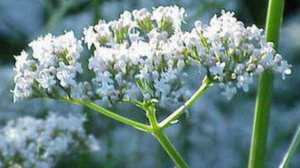 Травы для пищеварения