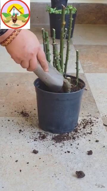 черенкование роз