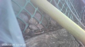 Продевание поливного шланга внутрь теплицы