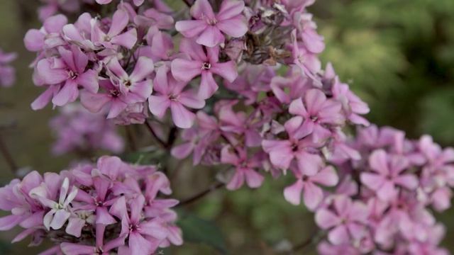 Поздние сорта флоксов