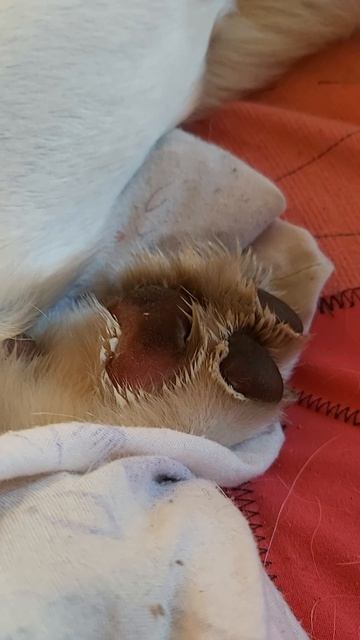 Спа-процедуры для Симбы: Носочки после крема 🧦🐾