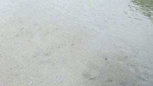 #Анапа #нашествиекефали  #кефалькишитуберегов #рыба #море 25-03-2026