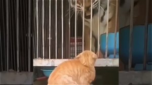 Кошки не всегда проявляют доброжелательность; иногда их поведение бывает неожиданным и умным.