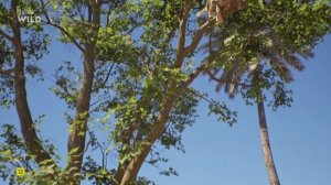 Хищник против жертвы 2 сезон 2 серия (документальный сериал, 2025)