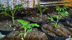 Рассада томатов после пикировки ринулась в рост.Обязательная закалка.