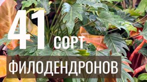 №125. Филодендроны. 41 сорт с фото и названием