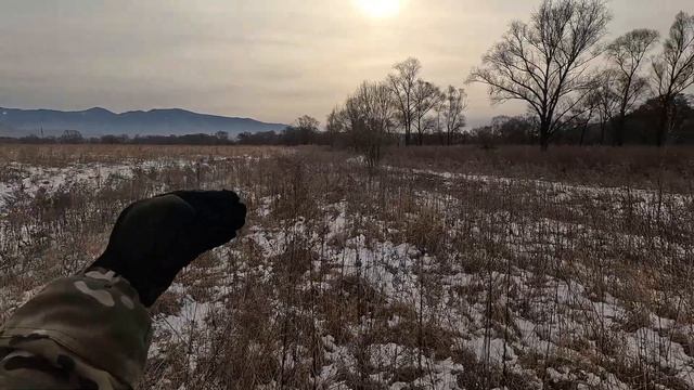 Такого закрытия Охоты я не ожидал.\\Охота на Фазана в Приморском крае.\\ Декабрь.
