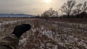Такого закрытия Охоты я не ожидал.\\Охота на Фазана в Приморском крае.\\ Декабрь.