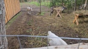 Часть 2.Путешествие на автомобиле в Карелию. Белые мосты-Этнопарк "Земля древних"-Доли