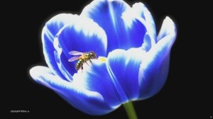 DOLBY VISION IQ 60fps 2000 NITS 4K HDR BT.2020