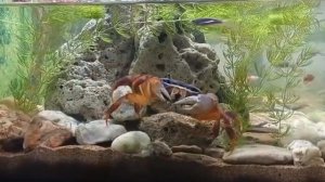 Радужный друг