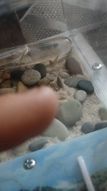 чего растения растут в песке?!??!