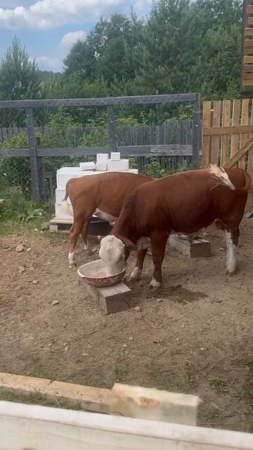 Два рогатых бычка