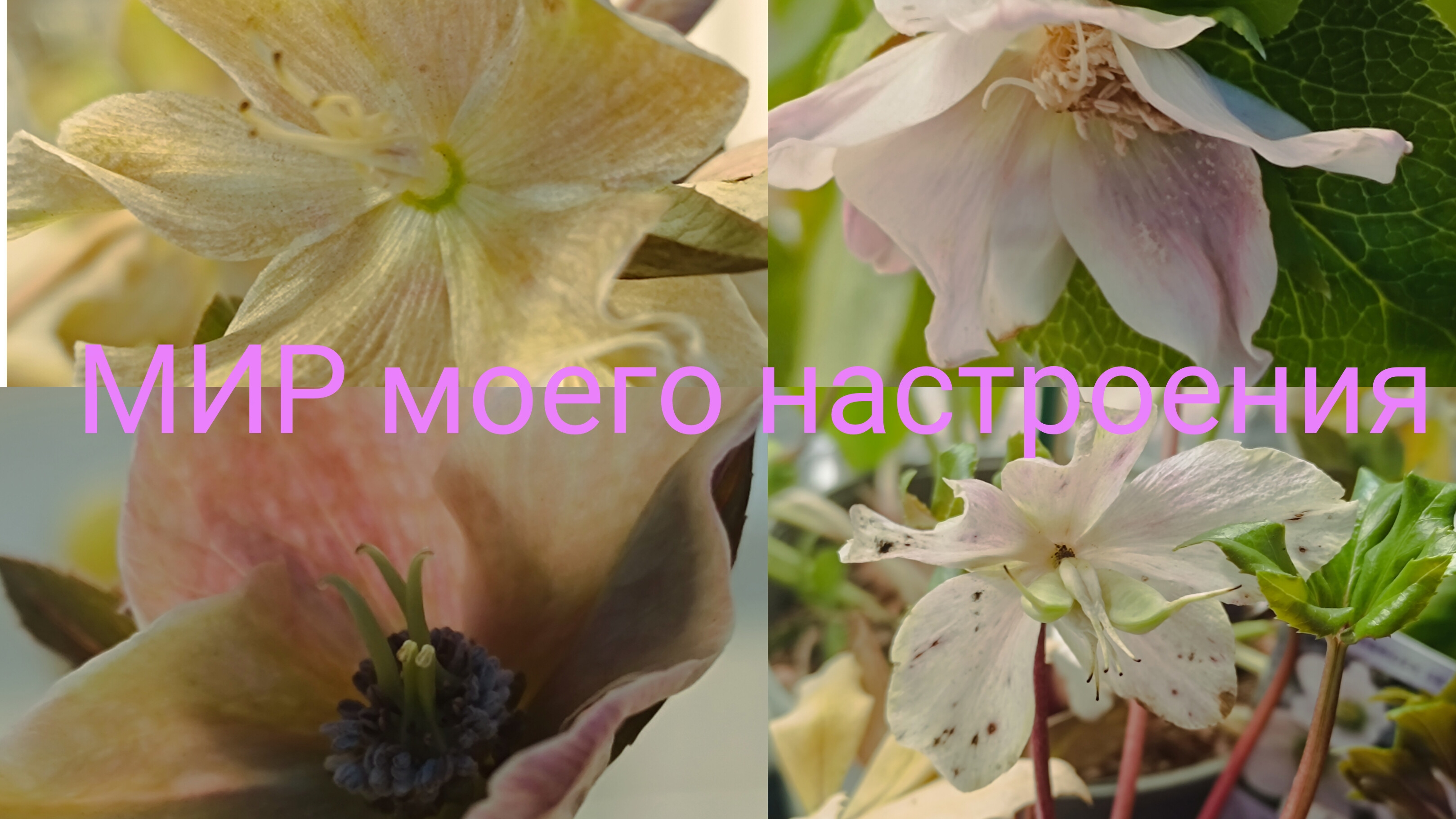 23.03.26 Морозники новое увлечение.Обзор первой покупки