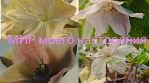 23.03.26 Морозники новое увлечение.Обзор первой покупки