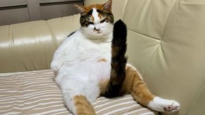 Осторожно: Коты сломались! 😂 СМЕШНЫЕ КОТЫ 2026