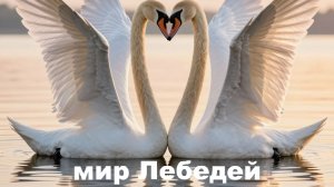 Мир Лебедей