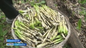 Медвежий лук поспел. Из спячки вышли и любители нелегального промысла