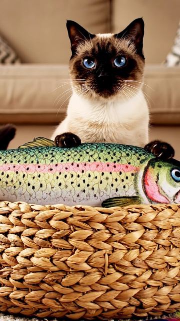 Корзинный рыбак #cat #красиваякошка #cute #веселыекоты #видосыоткота #видосыоткота #cutecat