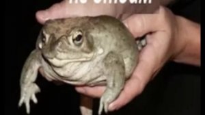 ЖАБА