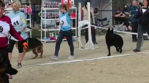 МОЛОДЫЕ КОБЕЛИ / КЧК НОВОРОССИЙСК 21 марта`26 K.Sozeri Моно немецких овчарок