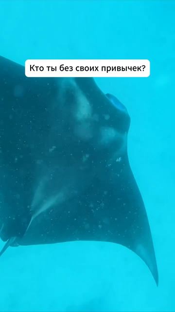 Ты – это не твои мечты 👇 #мотивация #заработок #деньги #успех #бизнес #здоровье