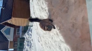 Весна 😉Бася радуется 🤣