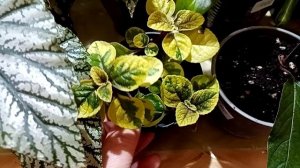 Выставка в Краснодаре. ДК ж/д, 21 марта, часть1.