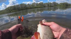 Язь на кукурузу! Рыбалка на донки весной!