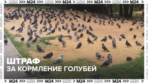 За кормление голубей во дворе можно получить штраф до 3 тысяч рублей — Москва 24