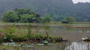 Пейзажи Транг Ан!Гуси в пруду!