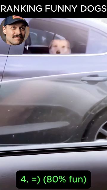 Смешная подборка с собачками