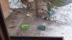 среда в вольном зоопарке