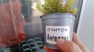 "Горшок" своими руками)))