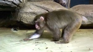 Я не могла пропустить момент, как японские макаки искали кедровые орешки в бассейне.