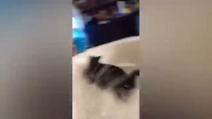 ПРИКОЛЫ С ЖИВОТНЫМИ ДО СЛЕЗ   Смешные КОТЫ 2021   Приколы с КОТАМИ   Funny ANIMALS video #22