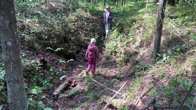 В лес за грибами...