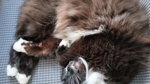 Кому на Руси жить хорошо😃Наша кошка  Тушь.😻