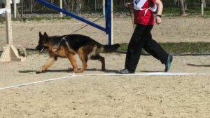 ПОДРОСТКИ СУКИ / КЧК НОВОРОССИЙСК 21 марта`26 K.Sozeri Моно немецких овчарок