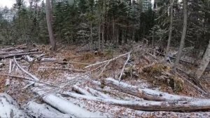 Таёжная бытовуха. Нашли берлогу медведя. Обзор берлоги изнутри.