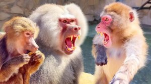 Елисей ПРОТИВ Шурика на высоте 5 метров! Гамадрил ЖЛОБ! Лиде достались крошки..😱