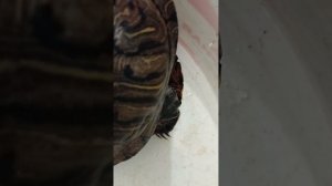 Прекрасные красноухие черепашки