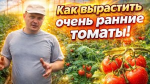 ВЫРАЩИВАНИЕ ОЧЕНЬ РАННИХ ТОМАТОВ-САМЫЙ ЛУЧШИЙ СПОСОБ ВЫРАЩИВАНИЯ!!!
